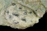 Two Cystoid (Holocystites) Fossils - Indiana #155933-1